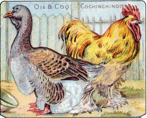 Tafel 2: Gans und Cochinesischer Hahn. Gravur in "Syllabary Alphabet der Vögel und Reptilien". Serie A. Pellerin et Cie, Drucker-Verleger, Epinal, Ende des 19. Jahrhunderts.