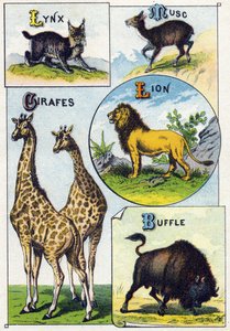 Tafel 3: Luchs, Moschus, Giraffen, Löwe, Büffel. Gravur in "Syllabary alphabet of wild animals". Serie A. Pellerin et Cie, Drucker-Verleger, Epinal, Ende des 19. Jahrhunderts. Chromolithographien. Kleines 8-seitiges Werbealbum mit einem Silbenalphabet und  von French School