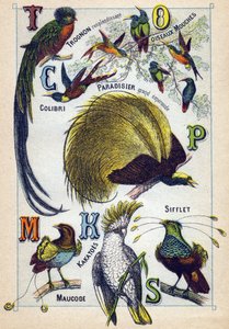 Tafel 3: Glänzender Kern, Fliegenvögel, Kolibri, Smaragdparadies, Kakadus, Pfeife, Maucode. Gravur in "Syllabary alphabet of birds" von French School
