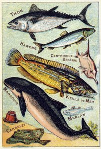 Tafel 3: Thunfisch, Hering, Centric-Schnabel, Alter See, Schweinswal, Wittling, Ziegel. Gravur in "Syllabary alphabet of sea and freshwater fish"