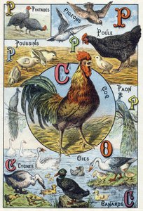 Tafel 3: Perlhühner, Tauben, Küken, Henne, Hahn, Pfau, Schwäne, Gänse, Enten. Gravur in "Syllabary alphabet of domestic animals and farmyard". Serie A. Pellerin et Cie, Drucker-Verleger, Epinal, Ende des 19. Jahrhunderts. Chromolithographien. Dim: 19,5 x 1 von French School