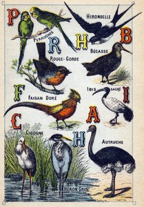 Tafel 4: Sittiche, Schwalbe, Rotkehlchen, Buche, Goldfasan, Heiliger Ibis, Storch, Strauß, Graureiher. Gravur in "Syllabary alphabet of birds" von French School