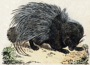 Stachelschwein. Gravur in "Alphabet des animaux sauvages". 9. Serie. Bilder von Epinal, Pellerin, Drucker-Verleger, um 1870. Holzschnitte, schabloniert. 16 Seiten. Dim: 20 x 15 cm. Private Sammlung.