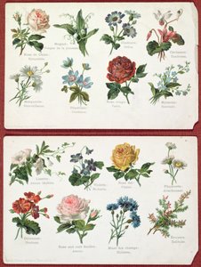Postkarten, die die Sprache und Bedeutung der Blumen darstellen, ca. 1905 von French School