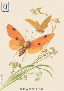 Q: Quadrille (Lithosia quadra oder Lithosie quadrille)