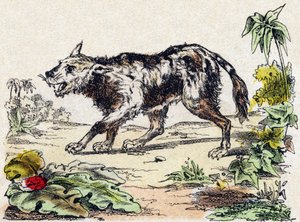 Quachy (Art von Löwenhund aus Südamerika). Gravur in "Alphabet des animaux sauvages". 9. Serie. Bildersammlung von Epinal, Pellerin, Drucker-Verleger, um 1870. Holzschnitte, schabloniert. 16 Seiten. Dim: 20 x 15 cm. Private Sammlung von French School