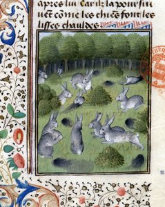 Kaninchen - im „Jagd-Buch von Gaston Phoebus, Graf von Foix, Herr von Béarn“