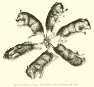 Ratten in Straßburg gefunden im Jahr 1683 von French School