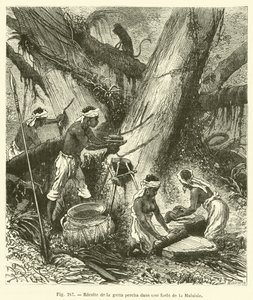 Ernte von Guttapercha in einem Wald in Malaysia von French School