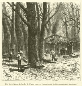 Ernte des Ahornsafts und Verdampfung der Flüssigkeit in einem Wald in Kanada