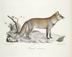 Renard ordinaire, Fuchs, aus Histoire Naturelle des Mammifères (Farblithographie) von French School