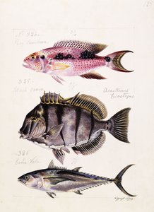 Rey tambova etc., ca. 1850