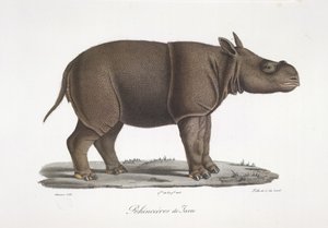 Java-Nashorn, aus Histoire Naturelle des Mammifères