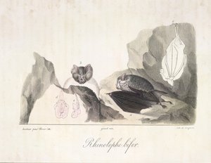 Rhinolophe bifer. Vampirfledermäuse, aus Histoire Naturelle des Mammifères von French School