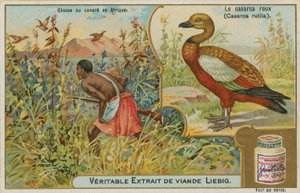 Rostgans; Entenjagd in Afrika