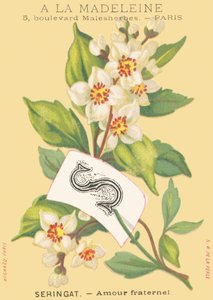 S: Seringat - Brüderliche Liebe von French School