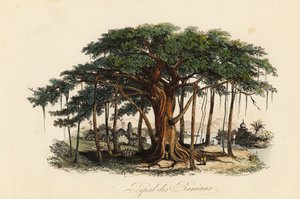 Heiliger Feigenbaum, Ficus religiosa, auch bekannt als Bodhi-Baum, Banianbaum, Banyanbaum, Pippalabaum, Peepulbaum, Peepalbaum oder Ashwattha-Baum