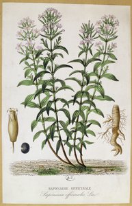 Saponaria officinalis, 19. Jahrhundert (Farbstich) von French School