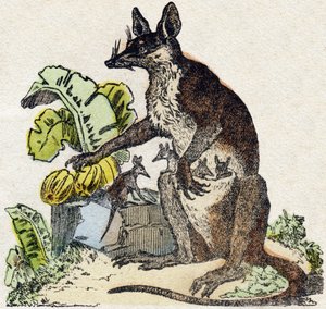 Sarigue (Opossum). Gravur in "Alphabet des animaux sauvages". 9. Serie. Bilder von Epinal, Pellerin, Drucker-Verleger, um 1870. Holzschnitte, schabloniert. 16 Seiten. Dim: 20 x 15 cm. Private Sammlung. von French School