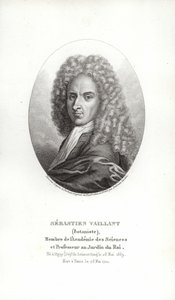 Sébastien Vaillant von French School