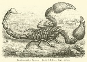 Riesenskorpion von Cayenne von French School