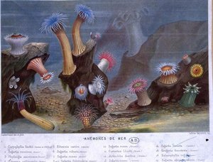 Seeanemonen, aus einem Buch veröffentlicht von Hachette von French School