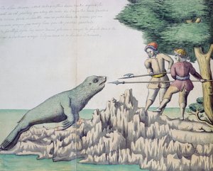 Seelöwe in der Nähe der Magellanstraße von French School