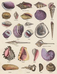 Muscheln von French School