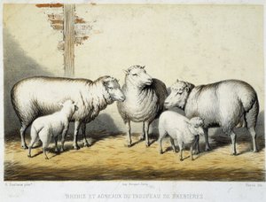 Schafe und Lämmer der Herde von Brebières - Lithografie von French School