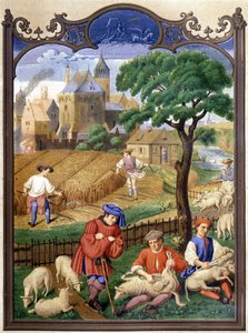 Schafschur und Ernte - Miniatur, Mittelalter