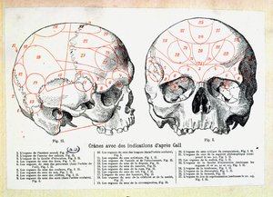 Schädel mit phrenologischen Angaben nach Franz Josef Gall von French School