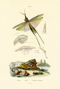 Schrägkopf-Heuschrecke, 1833-39 von French School