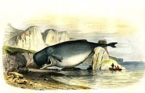 Pottwal (Physeter macrocephalus) - Tafel aus der Naturgeschichte von Bernard Germain de Lacepede (1856-1925), Ausgabe P.Furme, Paris