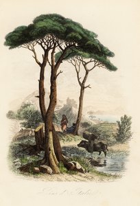 Steinkiefer, Pinus pinea, auch bekannt als italienische Steinkiefer, Schirmkiefer und Sonnenschirmkiefer von French School