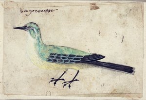 Studie eines Vogels, ca. 1620