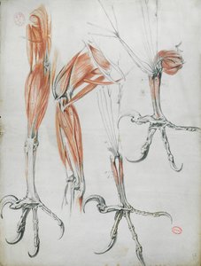 Krallen eines Adlers, aus La Mecanique des Animaux von Claude Perrault (1613-78) ca. 1670 von French School