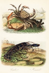Tasmanischer Riesenkrebs, Pseudocarcinus gigas, und Europäischer Hummer, Homarus gammarus von French School