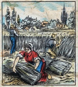 Textil, Flachs: Landwirtschaft. Sammelt Leinen, das zu einem Bündel zusammengefügt wird, um zu trocknen. Gravur. Epinal-Bildgebung Ende des 19. Jahrhunderts.