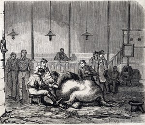 Die Nationale Veterinärschule von Alfort - Die großen Schulen Frankreichs - Veterinärschule von Maison-Alfort 1866 - Der Seziersaal - Gravur in „Le Monde Illustré“ 1866 von French School