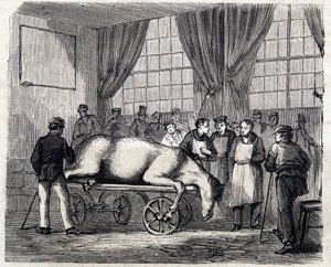 Die Nationale Veterinärschule von Alfort - Die großen Schulen Frankreichs - Veterinärschule von Maison Alfort im Jahr 1866 - der Operationssaal - Gravur in „Le monde illustre“ von 1866 von French School