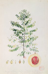 Der Muskatnussbaum, Blüte und Frucht von French School