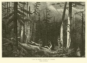 Der alte dunkle Wald von French School