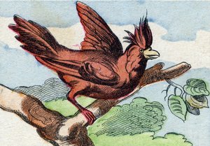 Der Kardinal. Gravur in "Buffon Alphabet des Oiseaux n 2" von French School