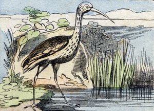 Der Brachvogel. Gravur in "Buffon Alphabet des Oiseaux n 2" von French School