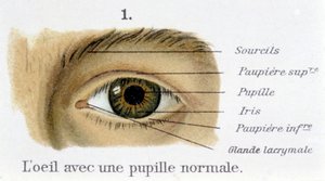 Das Auge mit einer normalen Pupille (Detail)