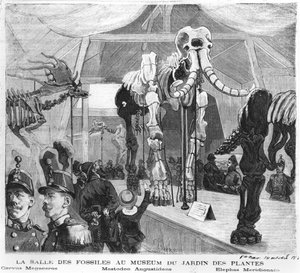 Der Fossilienraum im Naturkundemuseum in Paris, ca. 1880