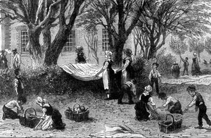 Die Olivenernte in der Provence - in „Die Wunder der Industrie“, Ende des 19. Jahrhunderts von French School