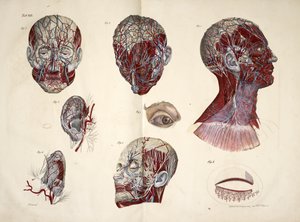 Der Kopf, Auge, Hals und Ohrgewebe, 