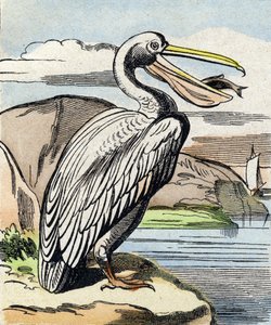 Der Pelikan. Gravur in "Buffon Alphabet des Oiseaux n 1"