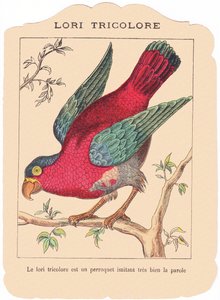 Der dreifarbige Lory ist ein Papagei, der sehr gut sprechen imitiert., Ende 19. Jahrhundert von French School